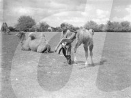 Glass plate mono negative