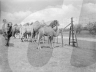 Glass plate mono negative