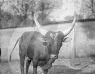 Glass plate mono negative