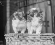 Glass plate mono negative