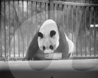 Glass plate mono negative