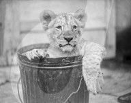 Glass plate mono negative