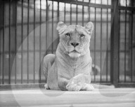 Glass plate mono negative