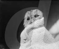 Glass plate mono negative