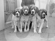 Glass plate mono negative