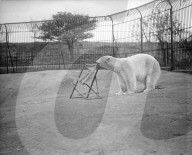 Mono Negative