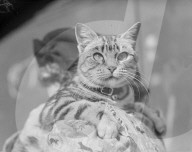 Glass plate mono negative