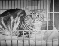 Mono Negative
