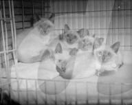 Mono Negative