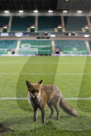 FEATURE - Fuchs verirrt sich ins Fussballstadion in Edinburgh