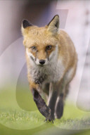 FEATURE - Fuchs verirrt sich ins Fussballstadion in Edinburgh