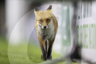 FEATURE - Fuchs verirrt sich ins Fussballstadion in Edinburgh