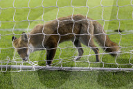 FEATURE - Fuchs verirrt sich ins Fussballstadion in Edinburgh