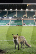 FEATURE - Fuchs verirrt sich ins Fussballstadion in Edinburgh