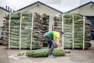 FEATURE - Weihnachten steht vor der Tür: Weihnachtsbaum-Verkauf in Gartencenter 
