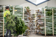 FEATURE - Weihnachten steht vor der Tür: Weihnachtsbaum-Verkauf in Gartencenter 