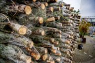 FEATURE - Weihnachten steht vor der Tür: Weihnachtsbaum-Verkauf in Gartencenter 
