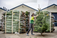 FEATURE - Weihnachten steht vor der Tür: Weihnachtsbaum-Verkauf in Gartencenter 