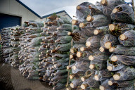 FEATURE - Weihnachten steht vor der Tür: Weihnachtsbaum-Verkauf in Gartencenter 