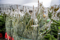 FEATURE - Weihnachten steht vor der Tür: Weihnachtsbaum-Verkauf in Gartencenter 
