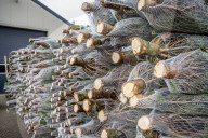 FEATURE - Weihnachten steht vor der Tür: Weihnachtsbaum-Verkauf in Gartencenter 