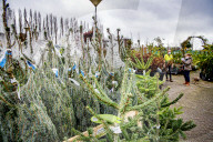 FEATURE - Weihnachten steht vor der Tür: Weihnachtsbaum-Verkauf in Gartencenter 