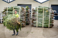 FEATURE - Weihnachten steht vor der Tür: Weihnachtsbaum-Verkauf in Gartencenter 