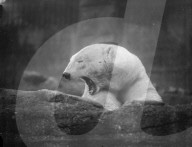 Mono Negative