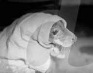Mono Negative