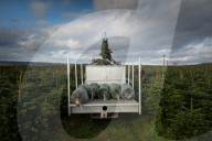 FEATURE - Auf der Jagd nach dem richtigen Baum: 20'000 TannenbŠume stehen in Newburgh Priory bereit