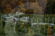 FEATURE - Auf der Jagd nach dem richtigen Baum: 20'000 TannenbŠume stehen in Newburgh Priory bereit