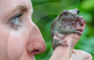 FEATURE - Noch mehr Zeit fŸr ihre SchŸtzlinge: Tierpfleger nutzen den Lockdown im Tropical Butterfly House Wildlife and Falconry Centre in Sheffield fŸr mehr Umgang mit Kattas & Co