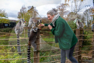 FEATURE - Noch mehr Zeit fŸr ihre SchŸtzlinge: Tierpfleger nutzen den Lockdown im Tropical Butterfly House Wildlife and Falconry Centre in Sheffield fŸr mehr Umgang mit Kattas & Co