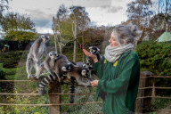 FEATURE - Noch mehr Zeit fŸr ihre SchŸtzlinge: Tierpfleger nutzen den Lockdown im Tropical Butterfly House Wildlife and Falconry Centre in Sheffield fŸr mehr Umgang mit Kattas & Co