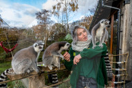 FEATURE - Noch mehr Zeit fŸr ihre SchŸtzlinge: Tierpfleger nutzen den Lockdown im Tropical Butterfly House Wildlife and Falconry Centre in Sheffield fŸr mehr Umgang mit Kattas & Co