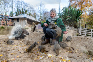 FEATURE - Noch mehr Zeit fŸr ihre SchŸtzlinge: Tierpfleger nutzen den Lockdown im Tropical Butterfly House Wildlife and Falconry Centre in Sheffield fŸr mehr Umgang mit Kattas & Co
