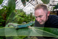 FEATURE - Noch mehr Zeit fŸr ihre SchŸtzlinge: Tierpfleger nutzen den Lockdown im Tropical Butterfly House Wildlife and Falconry Centre in Sheffield fŸr mehr Umgang mit Kattas & Co
