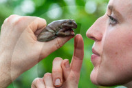FEATURE - Noch mehr Zeit fŸr ihre SchŸtzlinge: Tierpfleger nutzen den Lockdown im Tropical Butterfly House Wildlife and Falconry Centre in Sheffield fŸr mehr Umgang mit Kattas & Co