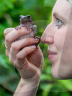 FEATURE - Noch mehr Zeit fŸr ihre SchŸtzlinge: Tierpfleger nutzen den Lockdown im Tropical Butterfly House Wildlife and Falconry Centre in Sheffield fŸr mehr Umgang mit Kattas & Co