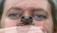 FEATURE - Noch mehr Zeit fŸr ihre SchŸtzlinge: Tierpfleger nutzen den Lockdown im Tropical Butterfly House Wildlife and Falconry Centre in Sheffield fŸr mehr Umgang mit Kattas & Co