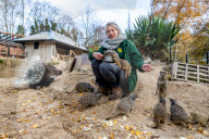 FEATURE - Noch mehr Zeit fŸr ihre SchŸtzlinge: Tierpfleger nutzen den Lockdown im Tropical Butterfly House Wildlife and Falconry Centre in Sheffield fŸr mehr Umgang mit Kattas & Co