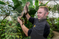 FEATURE - Noch mehr Zeit fŸr ihre SchŸtzlinge: Tierpfleger nutzen den Lockdown im Tropical Butterfly House Wildlife and Falconry Centre in Sheffield fŸr mehr Umgang mit Kattas & Co
