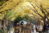 FEATURE - Herbstlich gelbe Ginko-Bäume in Tokio