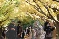 FEATURE - Herbstlich gelbe Ginko-Bäume in Tokio