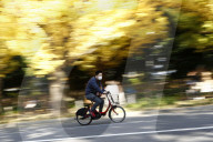 FEATURE - Herbstlich gelbe Ginko-Bäume in Tokio