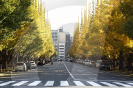 FEATURE - Herbstlich gelbe Ginko-Bäume in Tokio