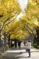 FEATURE - Herbstlich gelbe Ginko-Bäume in Tokio