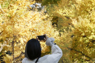 FEATURE - Herbstlich gelbe Ginko-Bäume in Tokio