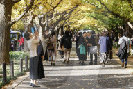 FEATURE - Herbstlich gelbe Ginko-Bäume in Tokio