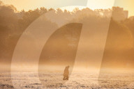 Walkers enjoy the frosty and misty sunrise this morning over Richmond Park in South West London as temperatures dropped to -2 overnight. 